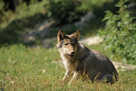 Pup4m11MergentheimKati_grey-01