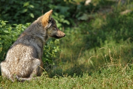 Pup4m11MergentheimKati_grey-03