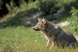 Pup4m11MergentheimKati_grey-05