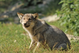 Pup4m11MergentheimKati_grey-06