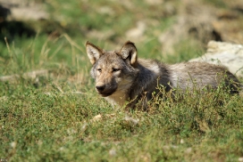 Pup4m11MergentheimKati_grey-07