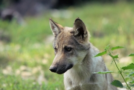 Pup4m11MergentheimKati_kai-01