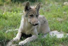 Pup4m11MergentheimKati_kai-04