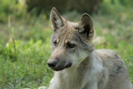 Pup4m11MergentheimKati_kai-05