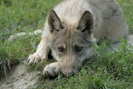 Pup4m11MergentheimKati_kai-06