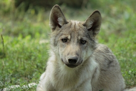 Pup4m11MergentheimKati_kai-07
