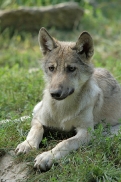 Pup4m11MergentheimKati_kai-08
