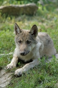 Pup4m11MergentheimKati_kai-09
