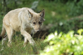 Pup4m11MergentheimKati_kai-10