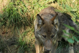 Pup4m11MergentheimKati_one-01