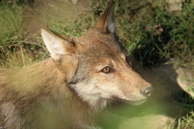 Pup4m11MergentheimKati_one-02