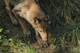 Pup4m11MergentheimKati_one-03