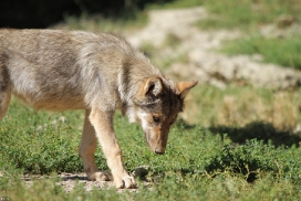 Pup4m11MergentheimKati_one-05