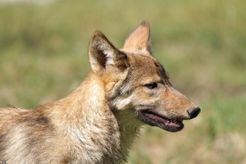 Pup4m11MergentheimKati_red-01