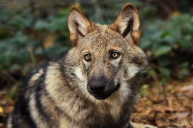 Pup4m12AuheimSas_Hagen-02