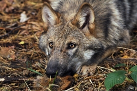 Pup4m12AuheimSas_Hagen-03