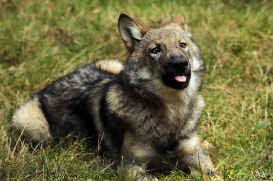 Pup4m12AuheimSas_Hagen-04