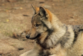 Pup4m12EderseeKati_Kiley-14