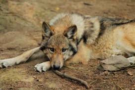 Pup4m12EderseeKati_Kiley-16