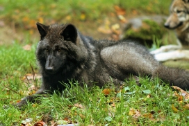 Pup5m12EderseeKati_Ceyla-01