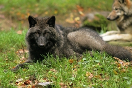 Pup5m12EderseeKati_Ceyla-02
