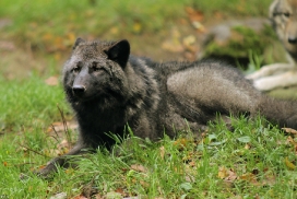 Pup5m12EderseeKati_Ceyla-03