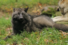 Pup5m12EderseeKati_Ceyla-04