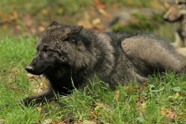 Pup5m12EderseeKati_Ceyla-05