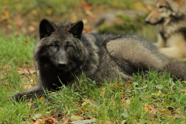 Pup5m12EderseeKati_Ceyla-06