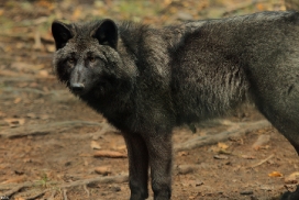 Pup5m12EderseeKati_Ceyla-07