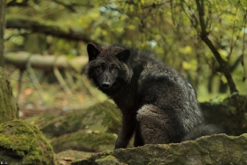 Pup5m12EderseeKati_Ceyla-09