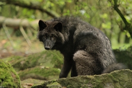 Pup5m12EderseeKati_Ceyla-10