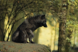 Pup5m12EderseeKati_Ceyla-13