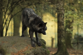 Pup5m12EderseeKati_Ceyla-14
