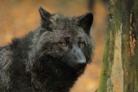 Pup5m12EderseeKati_Ceyla-17