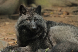 Pup5m12EderseeKati_Ceyla-18