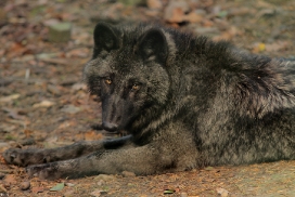Pup5m12EderseeKati_Ceyla-20