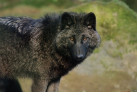 Pup5m12EderseeKati_Ceyla-25