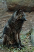 Pup5m12EderseeKati_Ceyla-26