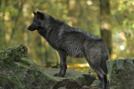 Pup5m12EderseeKati_Ceyla-39