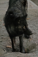 Pup5m13LueneburgKati_Aiyan-01