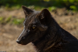 Pup5m13LueneburgKati_Aiyan-02
