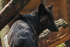 Pup5m13LueneburgKati_Aiyan-03