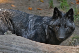 Pup5m13LueneburgKati_Aiyan-19