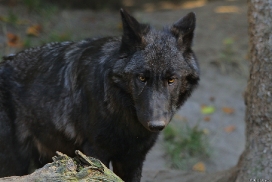 Pup5m13LueneburgKati_Aiyan-20