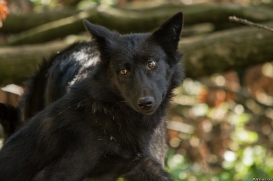 Pup5m14GelsenkirchenKati_Deva-11