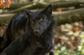 Pup5m14GelsenkirchenKati_Deva-12