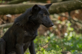 Pup5m14GelsenkirchenKati_Deva-15