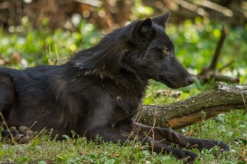 Pup5m14GelsenkirchenKati_Deva-18