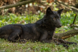 Pup5m14GelsenkirchenKati_Deva-19